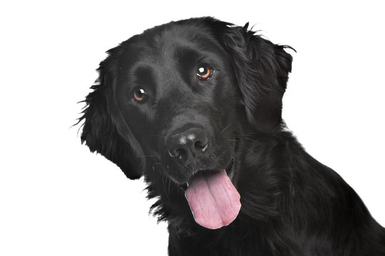 平毛尋回犬
