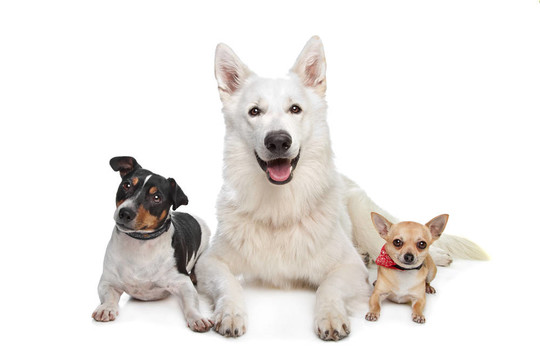 奇瓦瓦；白色牧羊犬和杰克羅素梗
