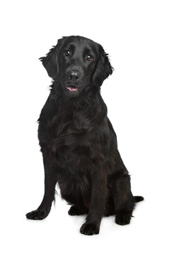 平毛尋回犬