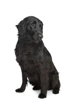 平毛尋回犬