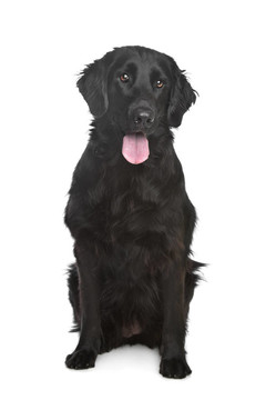 平毛尋回犬
