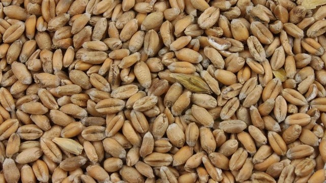 小麥籽粒