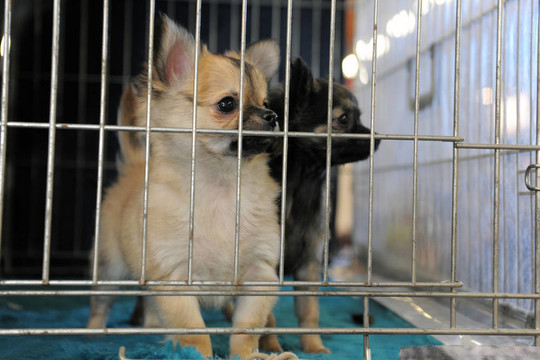 奇瓦瓦犬幼犬