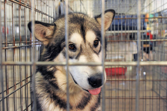 阿拉斯加雪橇犬在犬舍