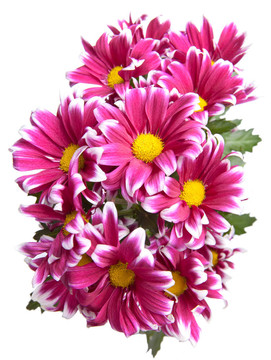 粉紅菊花