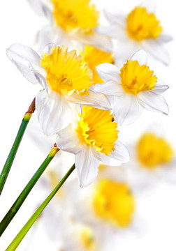 白水仙的花束