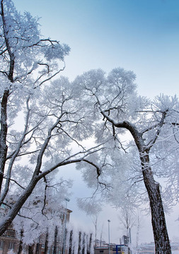 天空背景下的樹被雪覆蓋的樹枝