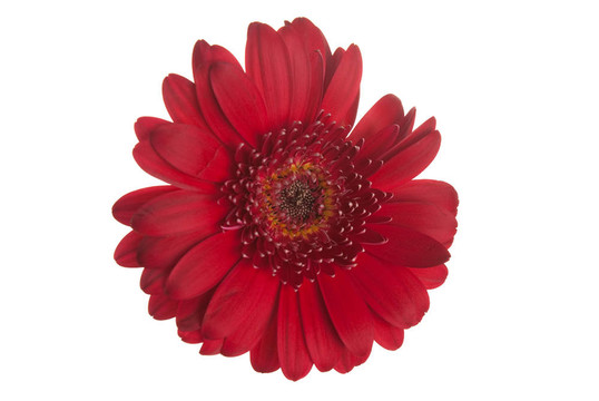紅色的鮮花