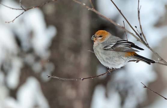 Pine Grosbeak（女）