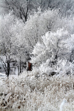 霧凇 冬天 雪景 玉樹瓊枝 冰