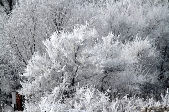 霧凇 冬天 雪景 玉樹瓊枝