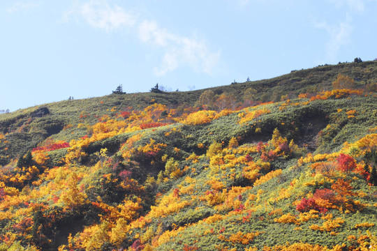 Hachimantai豐富多彩的樹葉