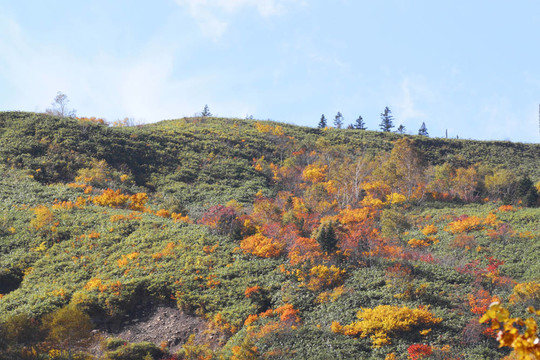 Hachimantai豐富多彩的樹葉