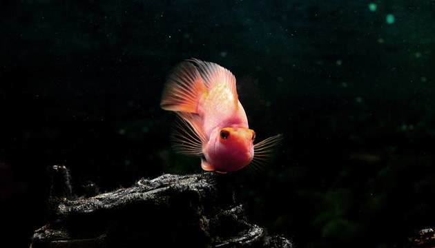 魚