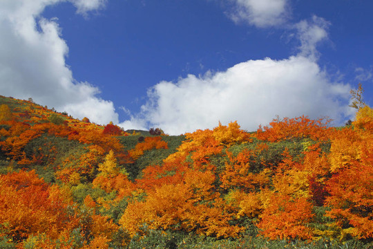 Hachimantai豐富多彩的樹葉