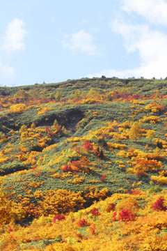 Hachimantai豐富多彩的樹葉