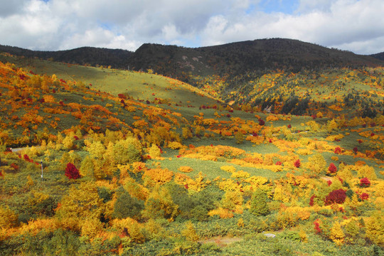 Hachimantai豐富多彩的樹葉