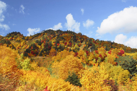 Hachimantai豐富多彩的樹葉