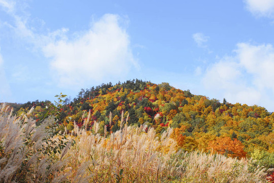 Hachimantai豐富多彩的樹葉