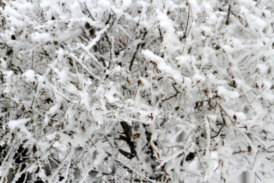 霧凇 冬天 雪景 玉樹瓊枝