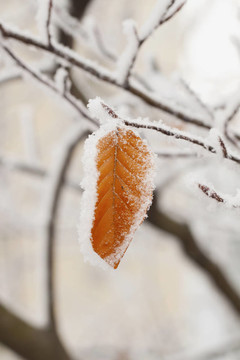 雪在葉