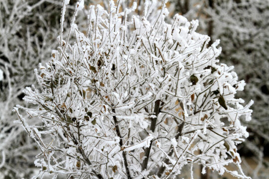 霧凇 冬天 雪景 玉樹瓊枝