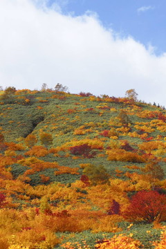 Hachimantai豐富多彩的樹葉