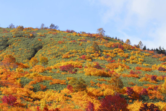 Hachimantai豐富多彩的樹葉