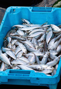 魚