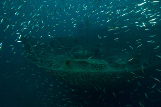 水下沉船與魚類生活