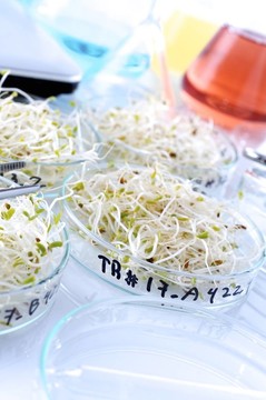 轉(zhuǎn)基因