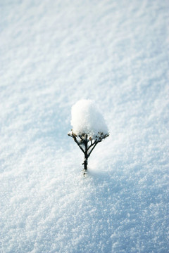 雪上的干花