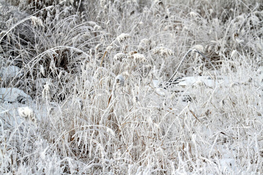 霧凇 濕地 蘆葦 冬天 雪景