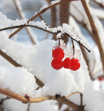 雪中的漿果