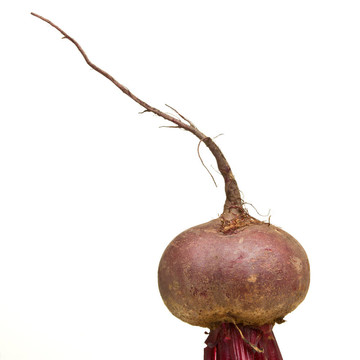 孤立的甜菜根