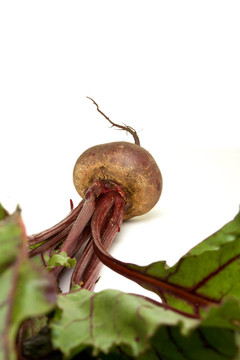 孤立的甜菜根