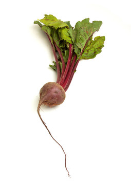 孤立的甜菜根