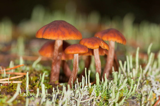 青苔中的蘑菇