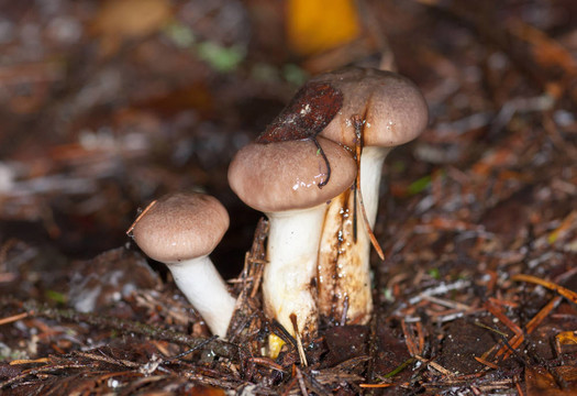 膠樣鉚釘菇