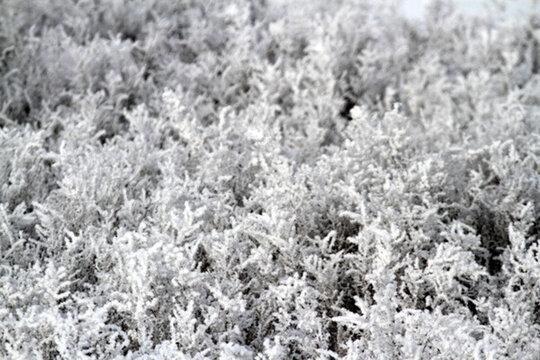 霧凇 濕地 蘆葦 冬天 雪景