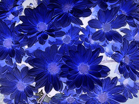 藍菊花色調分色