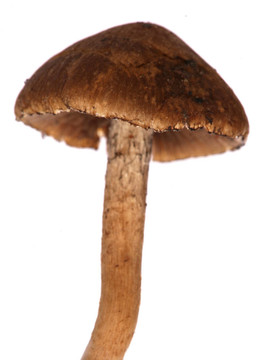 秋天的真菌