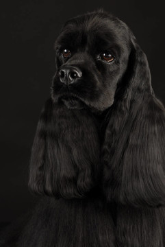 可卡犬的頭像