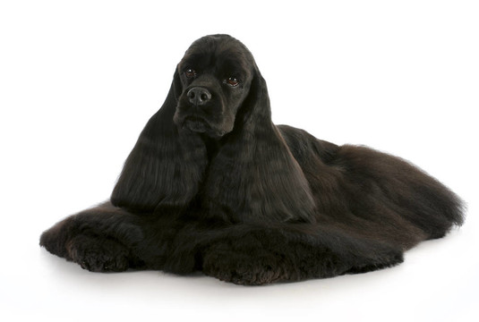 可卡犬