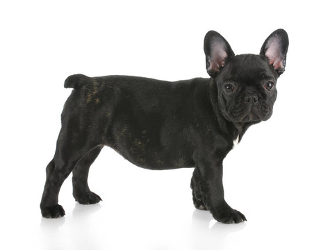 法國(guó)斗牛犬站
