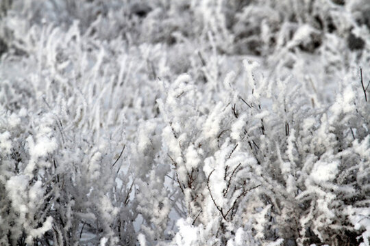 霧凇 濕地 蘆葦 冬天 雪景