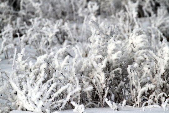 霧凇 冬天 雪景 玉樹瓊枝