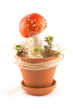 鵝膏菌鍋