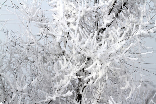 霧凇 冬天 雪景 玉樹(shù)瓊枝