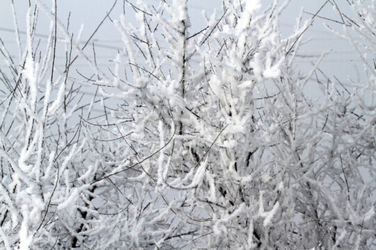 霧凇 冬天 雪景 玉樹瓊枝